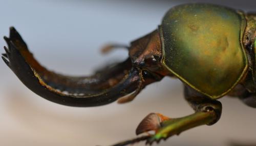 Lamprima adolphinae